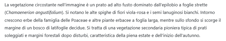 f_4ej_kai's tweet photo. La vegetazione circostante nell’immagine è un prato ad alto fusto dominato dall’epilobio a foglie strette (Chamaenerion angustifolium). https://t.co/RpJ78K4bPC