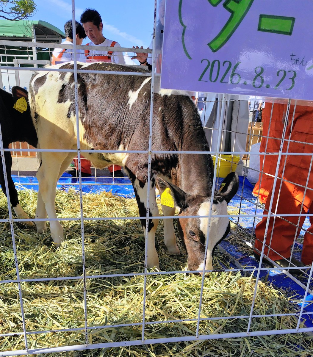 1Yukie's tweet photo. 昨日の #ミルクフェス には
ほんものの牛さんも来ていました🐄🤍
かわいい💕

ほんものだけではなく
かわいい牛🐄さんがいっぱい😆
🥛🐄🤍🥛🐄🤍🥛🐄🤍🥛🐄🤍

#土日ミルク
#ちょいグルト
#牛乳でスマイル https://t.co/NmMoEnnmUB