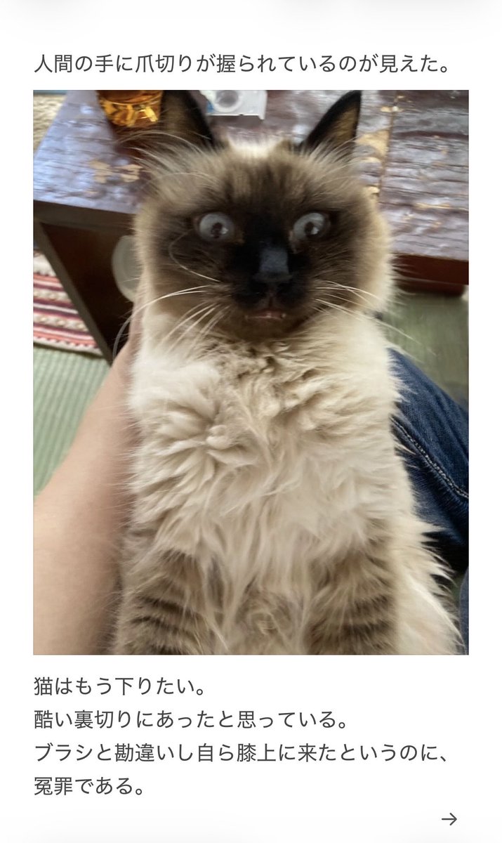 yalalalalalala's tweet photo. 【猫用のブラシの注意】 https://t.co/itTQPsNKFM