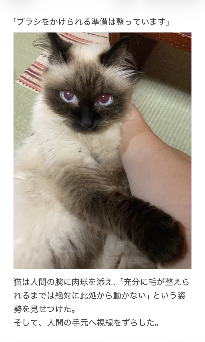 yalalalalalala's tweet photo. 【猫用のブラシの注意】 https://t.co/itTQPsNKFM