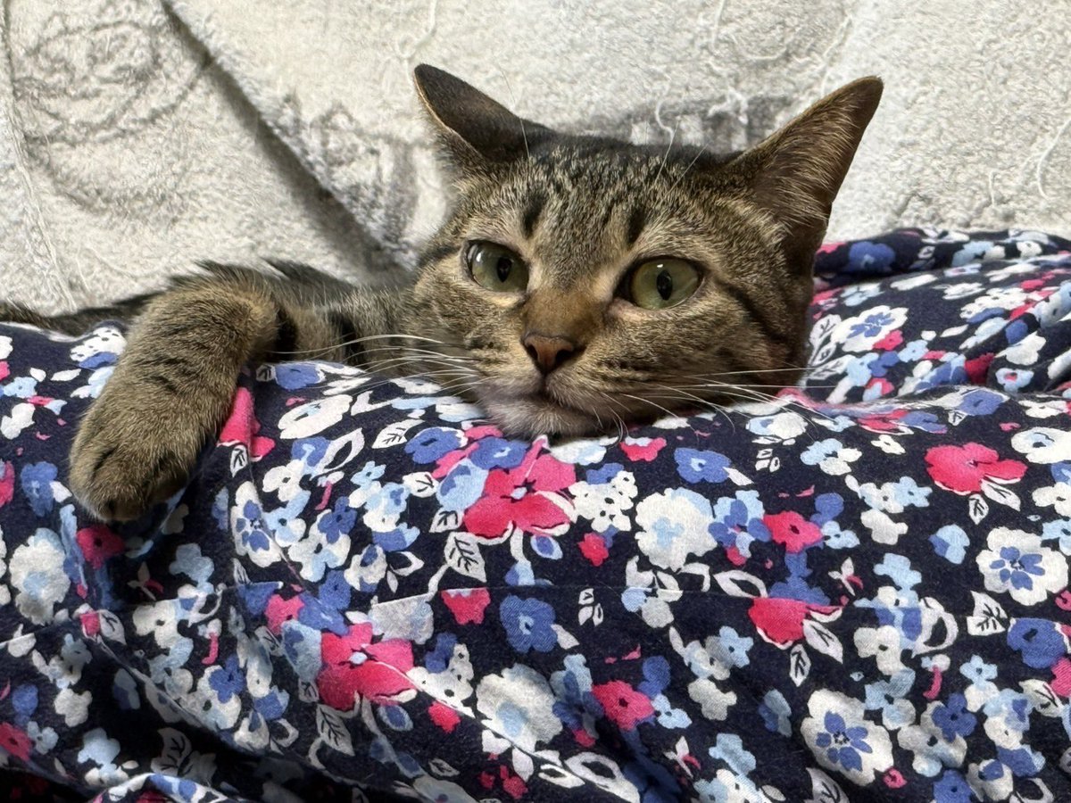nontaloss's tweet photo. うちのつみれです

拾ったとき骨盤と大腿骨骨折してたので、骨が丈夫になりそうな名前にしよう→いわしとかどうだ→いわしだとストレートすぎるからつみれにしよう の流れ https://t.co/qoLVuGkykI