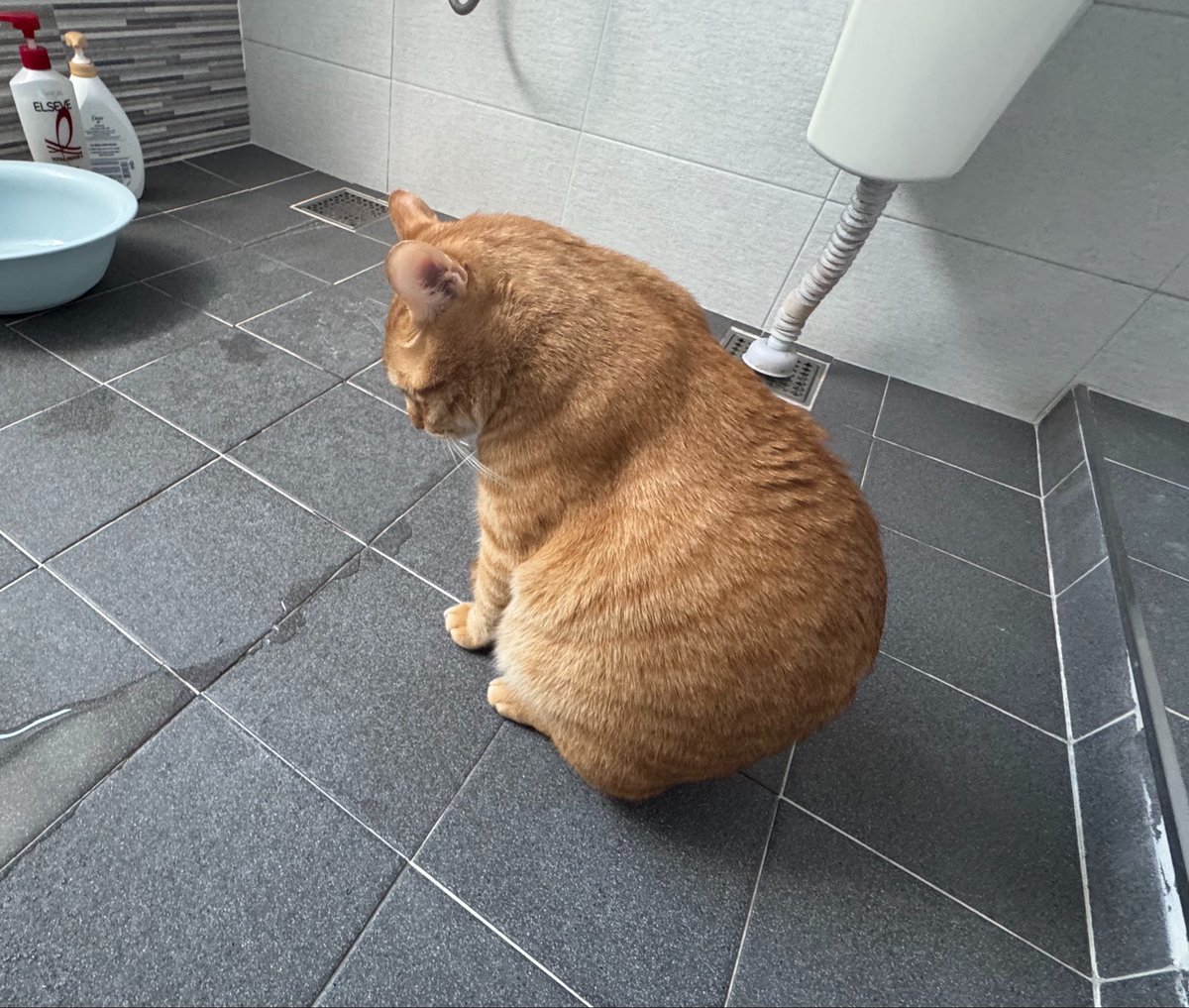 h0yangii's tweet photo. 덩어리 https://t.co/OS9Q50jRtC
