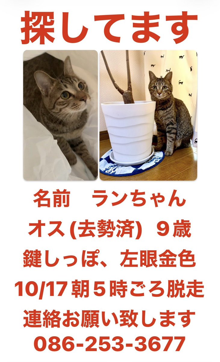 tusruyu's tweet photo. 鶴湯の猫を探しています。昨日早朝いなくなりました。鶴湯付近にいると思います。見かけたらご連絡ください。 https://t.co/zD23TlMREL