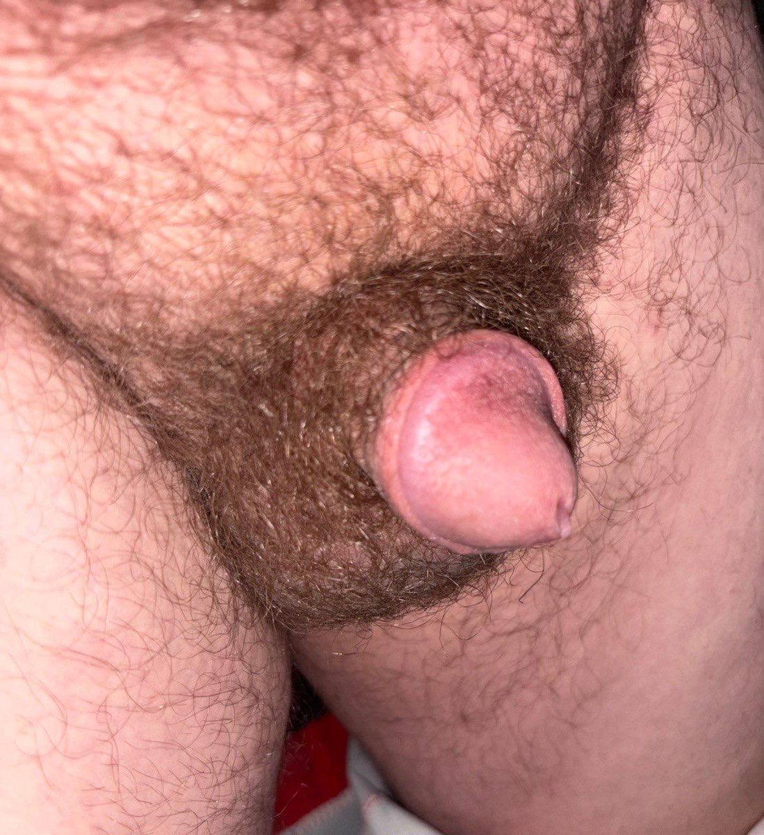 Bearswithballs's tweet photo. Met this guy Jay and he’s got this cute little acorn cock. Almost Shaftless and covered in hair when soft. https://t.co/8z85NEUg5N