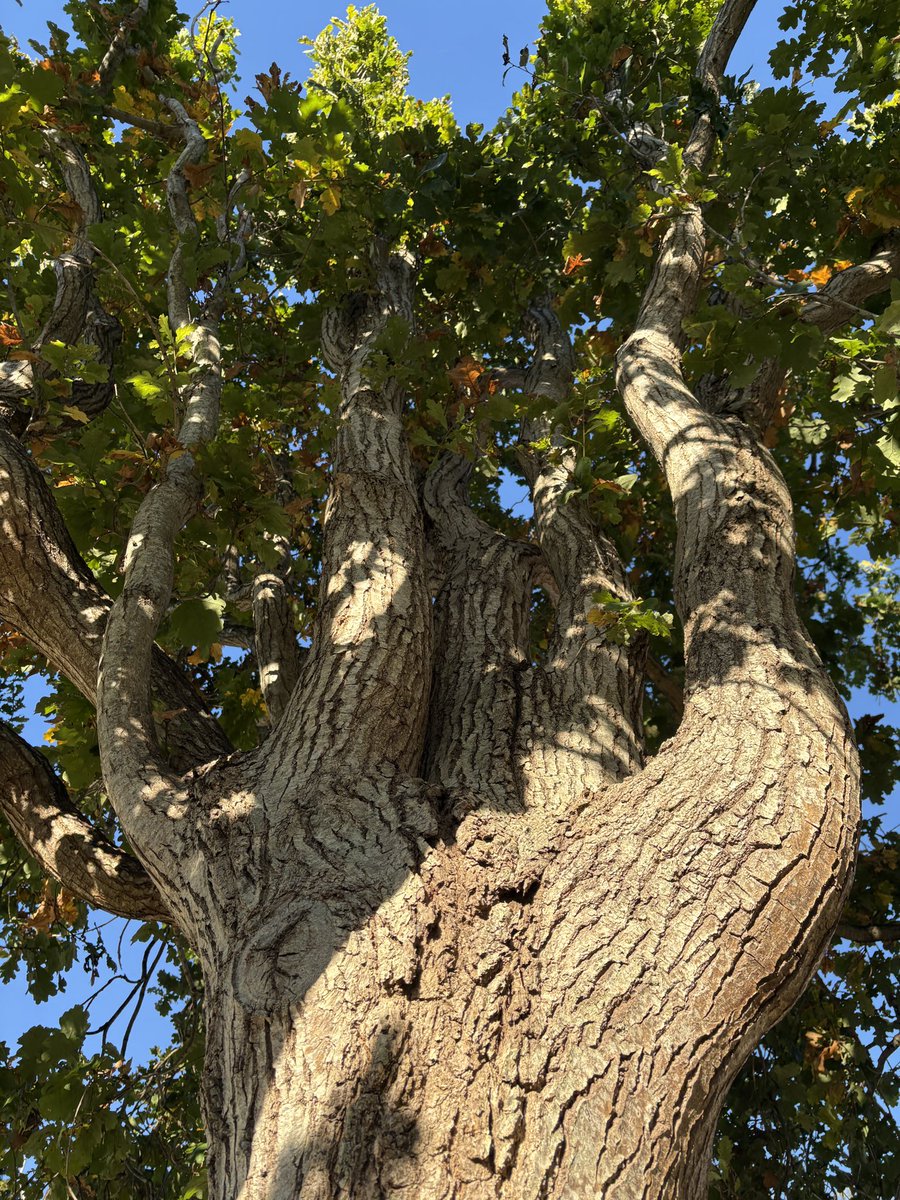 ExeterTrees's tweet photo. English oak https://t.co/qHHrT4xTsn