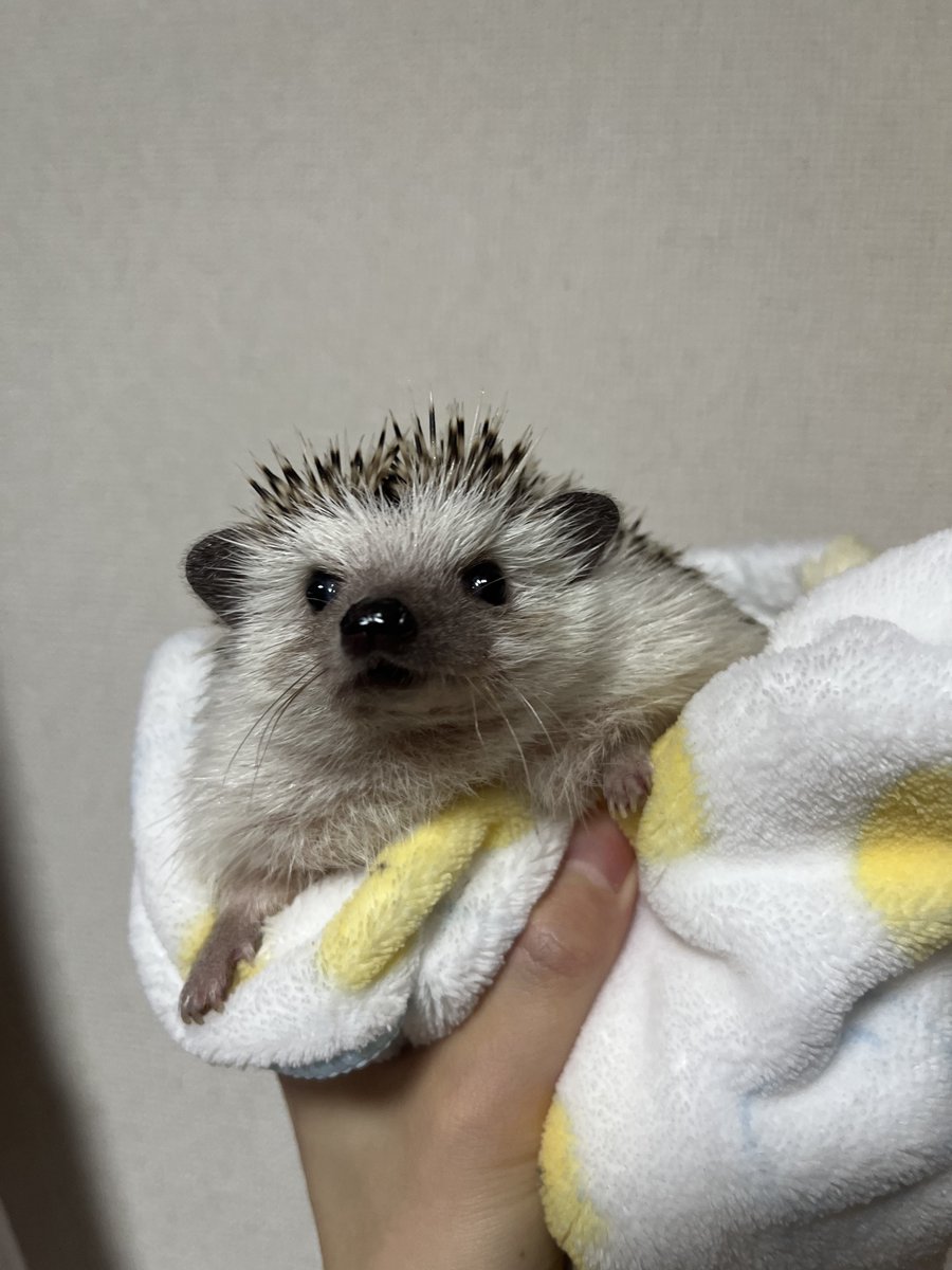 Rinne0508_'s tweet photo. ちょこんとおててがかわいい🦔 https://t.co/sn747vJRTa