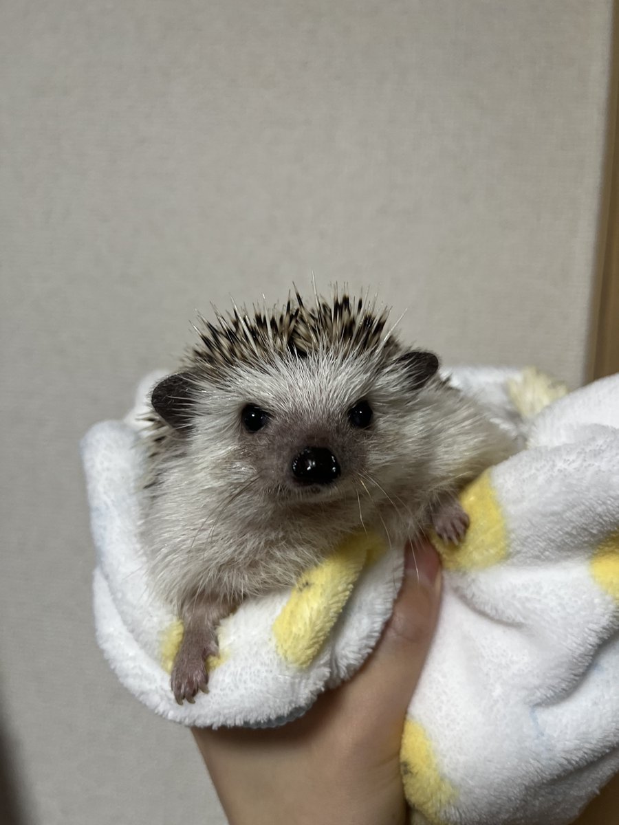 Rinne0508_'s tweet photo. ちょこんとおててがかわいい🦔 https://t.co/sn747vJRTa