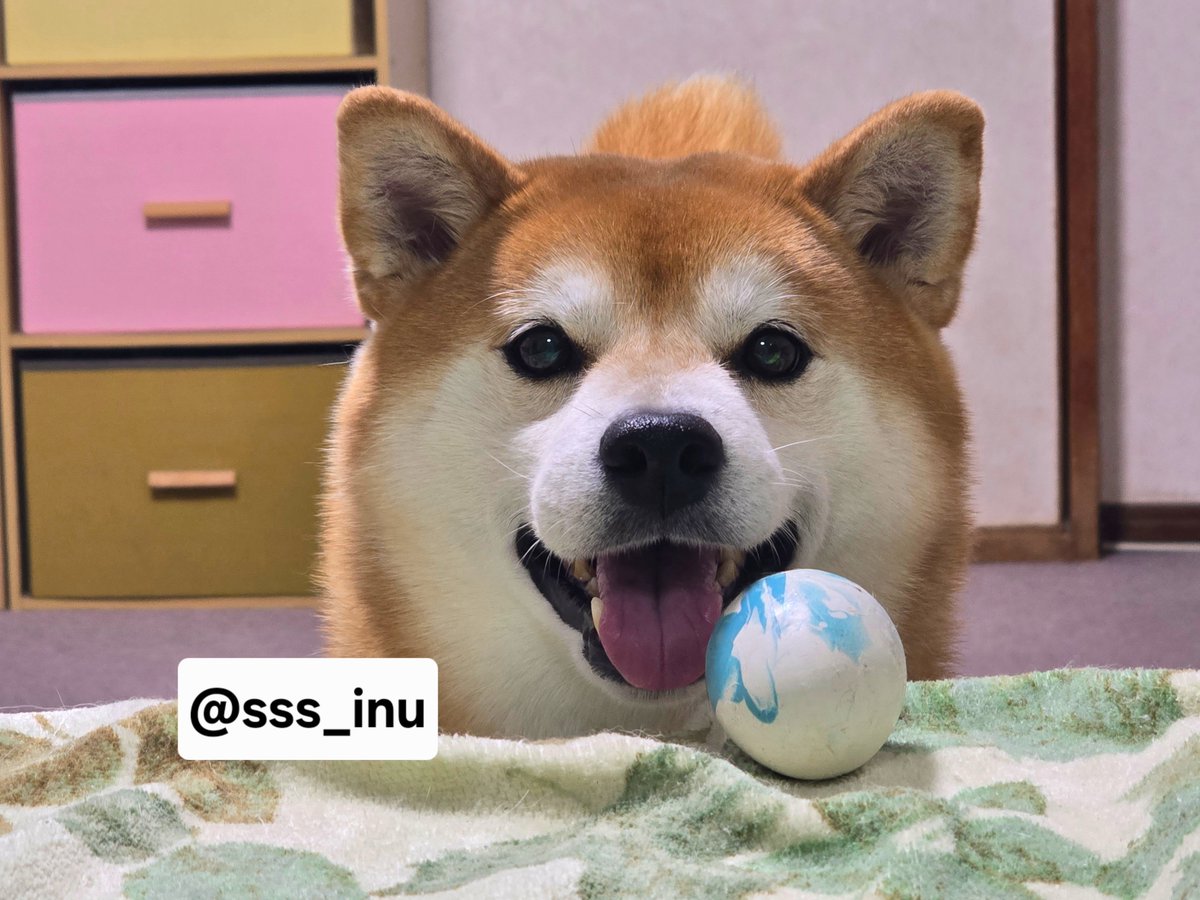 sss_inu's tweet photo. 投げて～～✨✨ https://t.co/hxEKYoaEbx