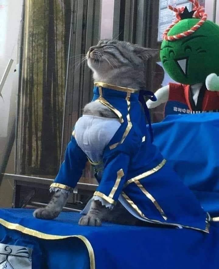 PunchingCat's tweet photo. https://t.co/MT3uTfPmhc
