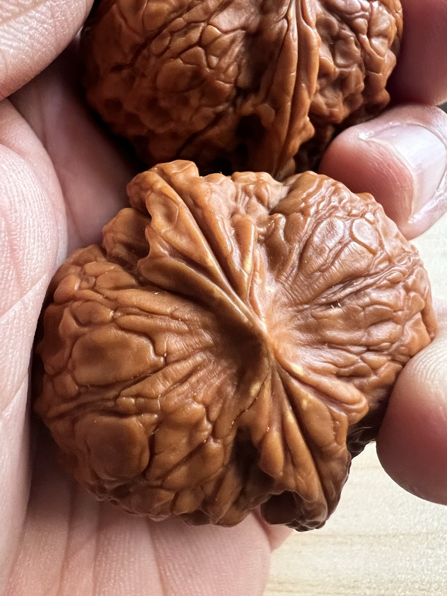 LiElwin's tweet photo. Another pair of datuanyuan walnuts. Low-profile and feel even better than my other pair. Too bad about the yellow spots on the tips, or they’d be perfect! こちらも大団円の核桃です。矮桩で、もう一組より手触りがいいです。先端に黄色いシミがなければ最高のペアなのに、惜しいです😅 https://t.co/8dfEtrivJu