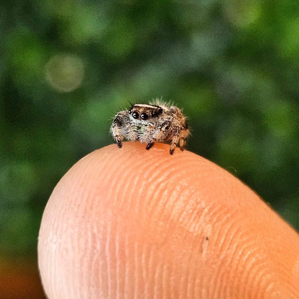 antahpuri's tweet photo. CW / TW spider

Good morning from Jakarta!
No gym today, just me and my son celebrating his 3 months of life. I love you, mommy's little baby 🕷️🕸️ https://t.co/pZymvUm6ln