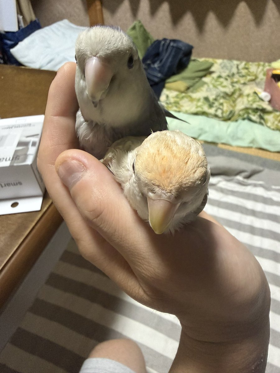 herotaka0731's tweet photo. 我が家のツガイ達
こっちも負けてないで！😍 https://t.co/VL0FOsHKW2