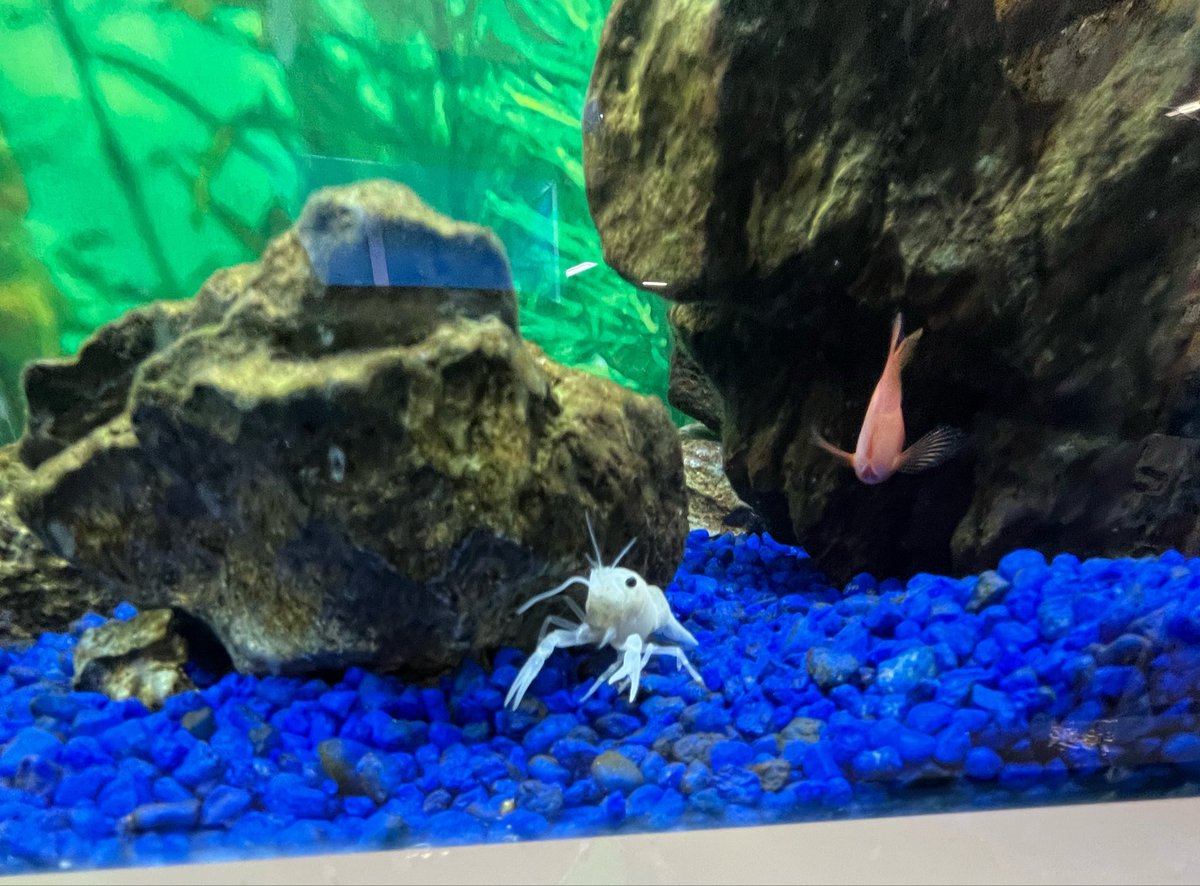 cateidr's tweet photo. went back to look at fishes but look at this little guy 🥺 https://t.co/mSRdtVc9F7