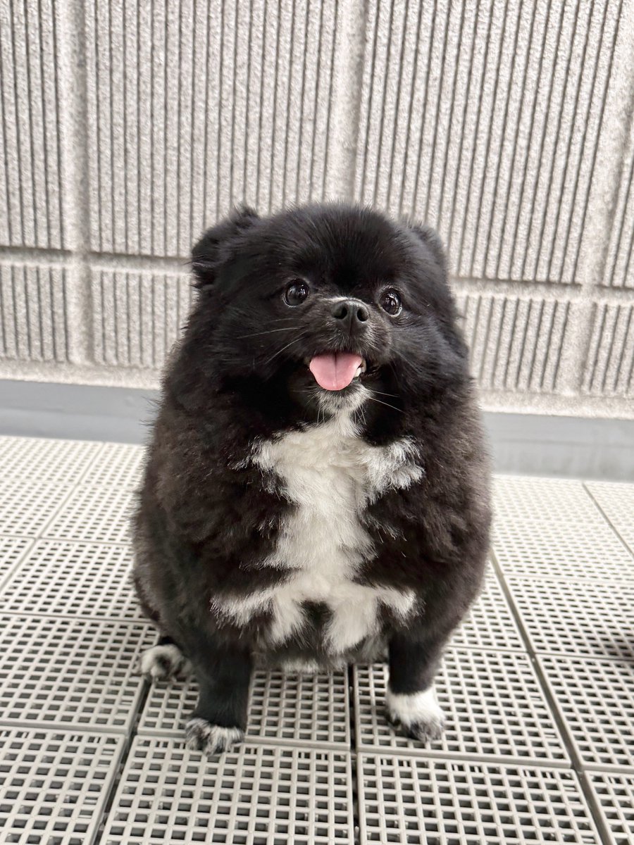 kutsu_shigatanu's tweet photo. 呪術廻戦の…

←玉犬　　　玉犬見習い→ https://t.co/luGgTQchIA