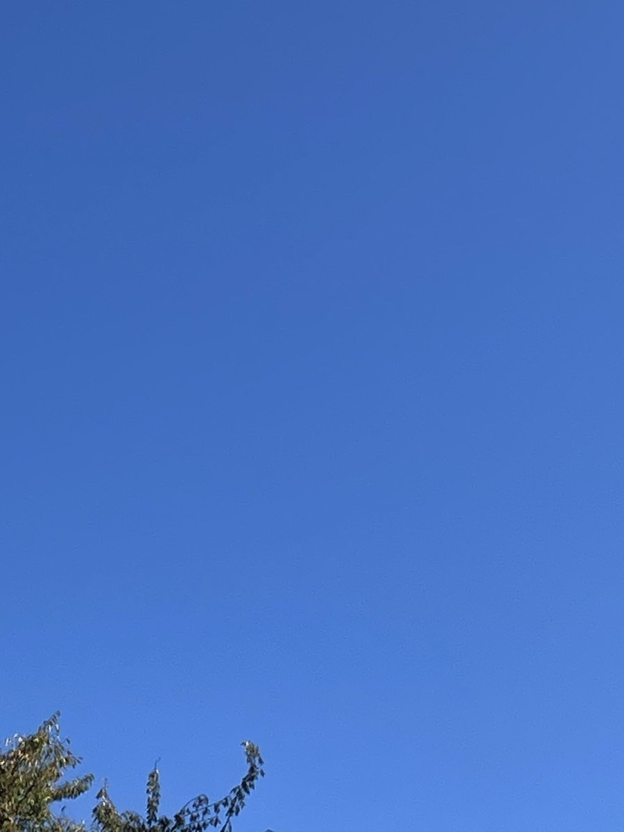 fujio5656's tweet photo. 10月18日
爽やかな快晴の空。
お出かけには好い天気ですが、どこへも行かず朝から寝床でグダグダしてます。
アサガオは1輪咲いてます。 https://t.co/fMFbjHKiys