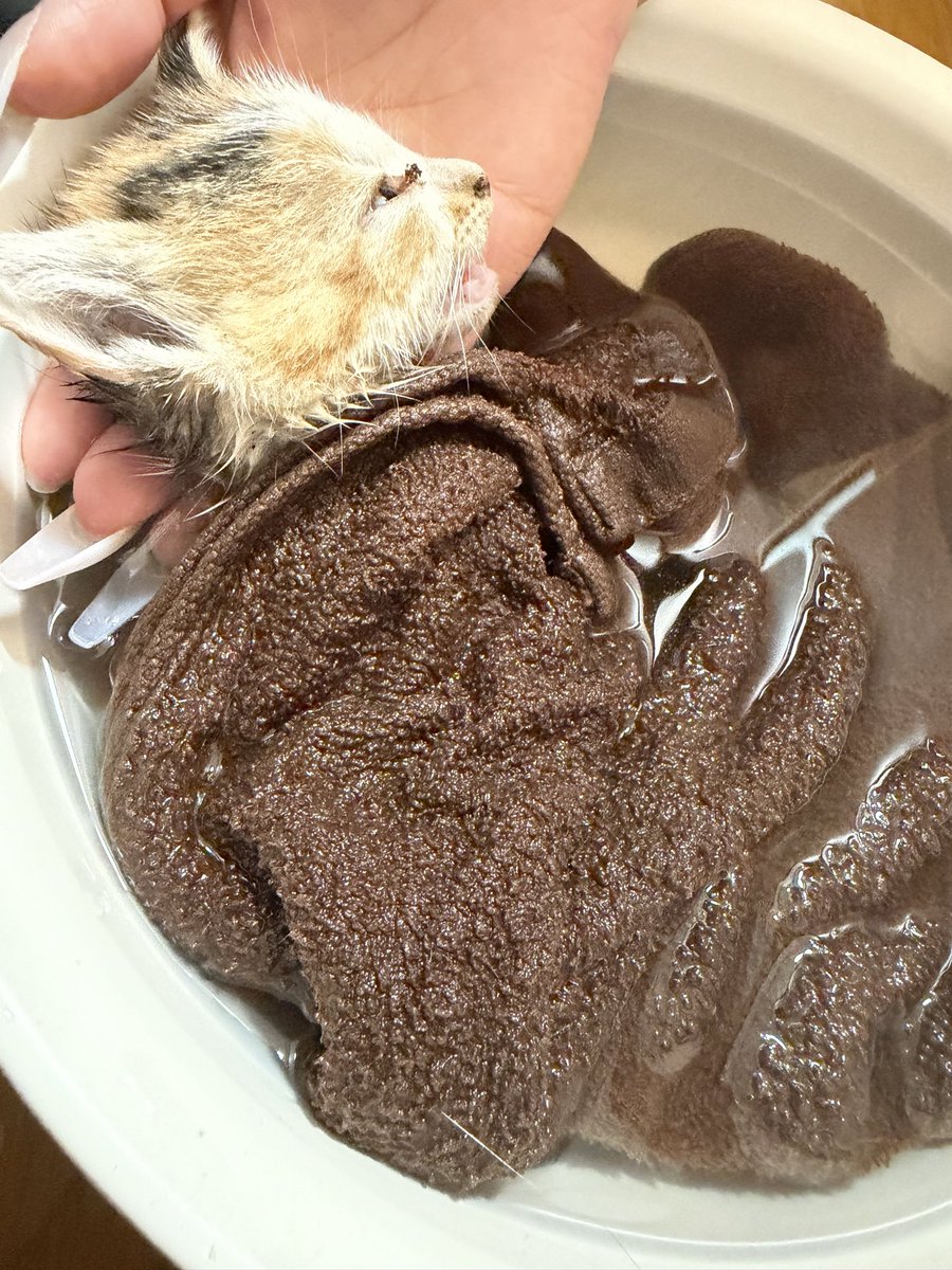 aatomoyaaa's tweet photo. 近所の人がウチに弱り切った子猫を連れてどうにかならないかと来た。

三毛猫の推定生後３〜4週間辺り。
もう自分で頭を上げる力も残ってない。
一目見て思った。
もう手遅れじゃないかと。

出来ることは昨晩から冷え切った体温を上げることだけどもう一刻を争うから湯に浸けた。
少しでも改善できればと思い、沢山声を声を掛けながら。

30分ほど経ち改善しないまま最後に小さく鳴いた後、息を引き取った。

お外の猫は過酷だよ
増やさない為にも近くに生きる人が正しい知識を身につけないとね。