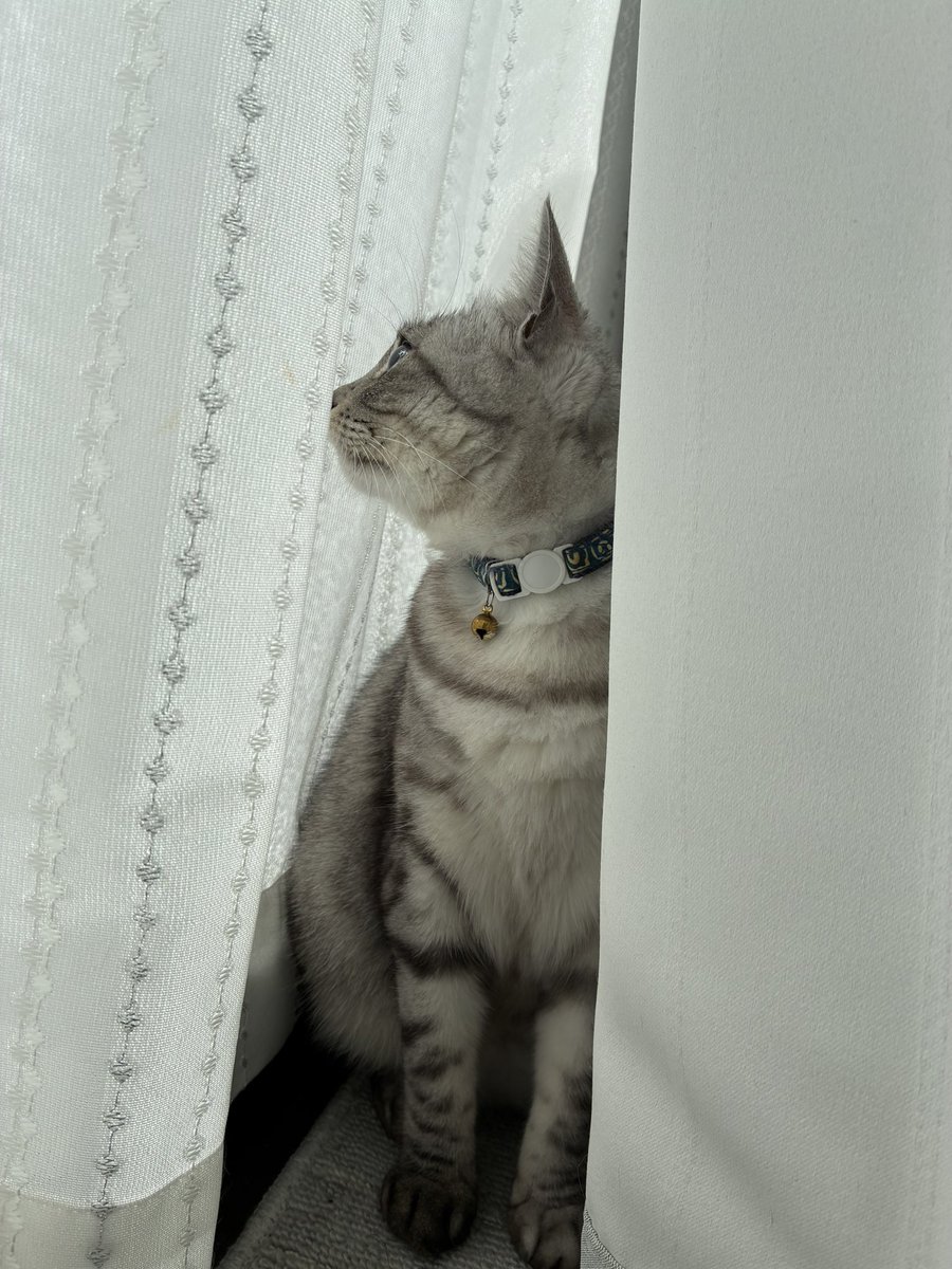 kujira____1999's tweet photo. 日なた猫はお日様の匂い。 https://t.co/0vGc0o4Sfn
