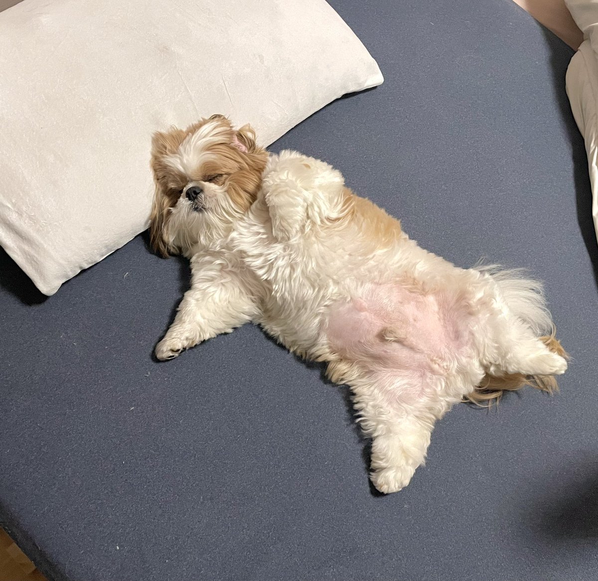 poco20220603's tweet photo. ぽこちゃんお家に無事着きましたー！

疲れたのかお布団で爆睡中です😂 https://t.co/fTqH5BoB8D
