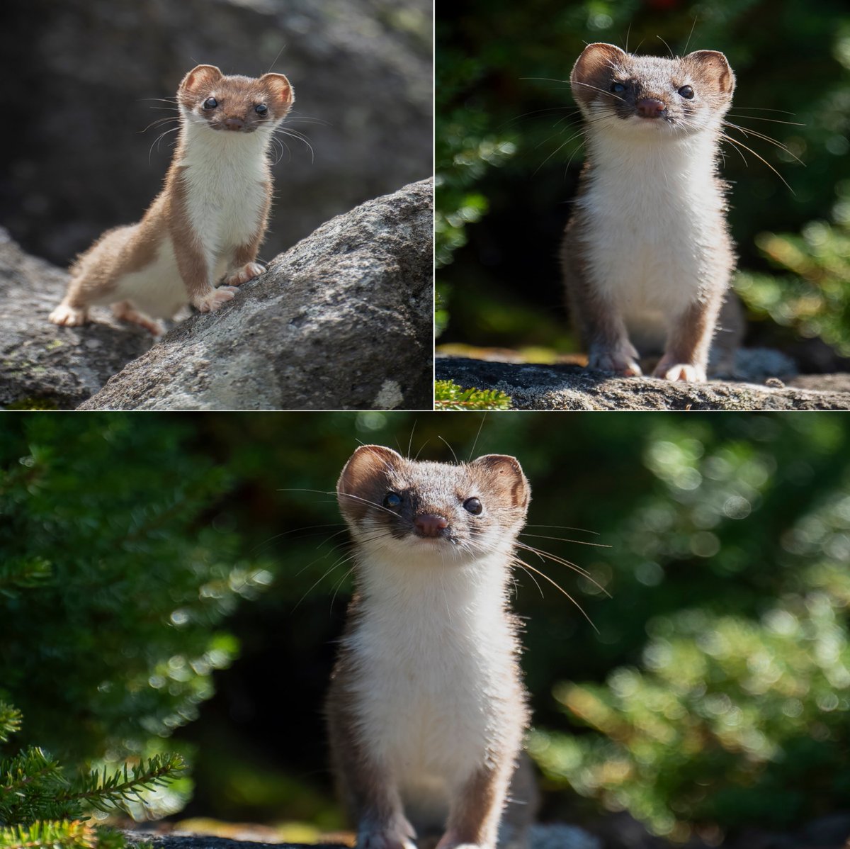 AnimalGeoLife's tweet photo. Absolutely amazing, and her face is truly adorable 🥰 https://t.co/uKNLVApv4C