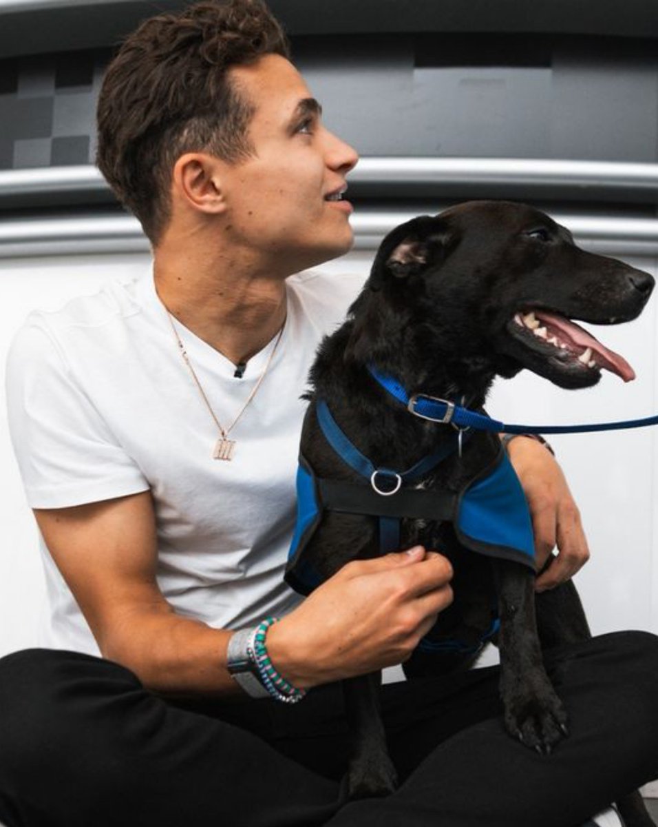 Pray4Landussy's tweet photo. Since Lando said he want a bigger dog a reminder we already seen the concept ^^ https://t.co/BzJOO5kz1e