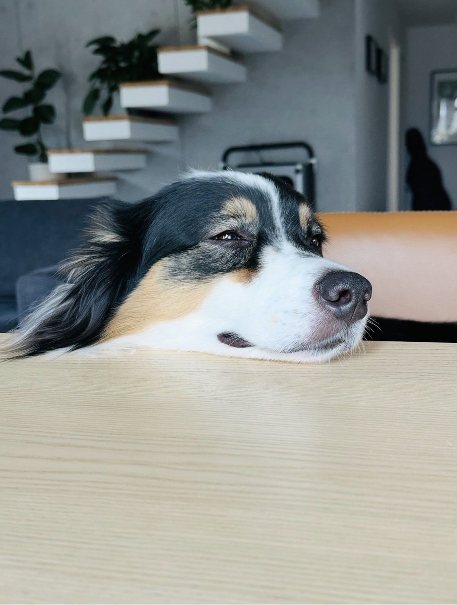GosiaKulik's tweet photo. Looks like a lazy Sunday https://t.co/YXTBfD99MU