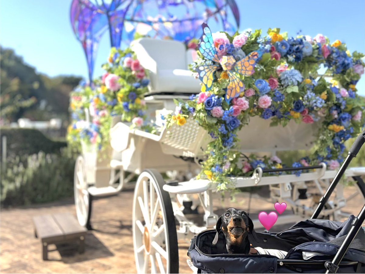 keisei_rose's tweet photo. 秋バラ開花中です🌹

本日の「ワギングテイルガーデン」で遊びに来てくれた、つむぎちゃん🐶「ハートの女王のロイヤルキャリッジ」の前でパシャリ📸♥️

土日祝1日1組限定「お城の貸切パーティー」の招待状を見事発見された方、おめでとうございます🎉

秋のバラ園で優雅なひとときをお過ごしください♪ https://t.co/05n68RvQiO
