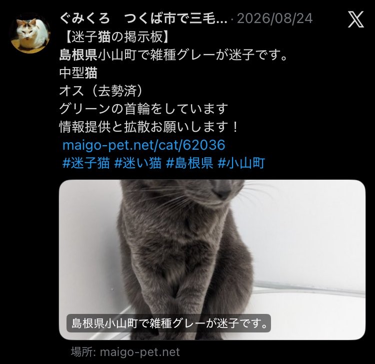 kizimike's tweet photo. @Shota369desu 島根県の出雲市と小山町がどのくらい離れているか分からないのですが、こちらの子は違いますでしょうか？
首輪もないということなので別の子の可能性もありますが、よろしければご連絡お願いします https://t.co/o91BAOikE3
