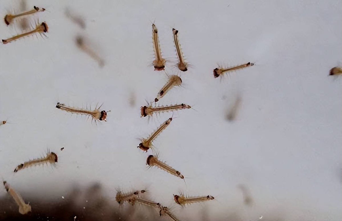 DelPeru7619's tweet photo. Found these tiny mosquito larvae, pupae and a weird mosquito head (wait, is that a mosquito head ) in the old water bowl by the yard—time to dump it before more bite! https://t.co/NDnoBJal7N