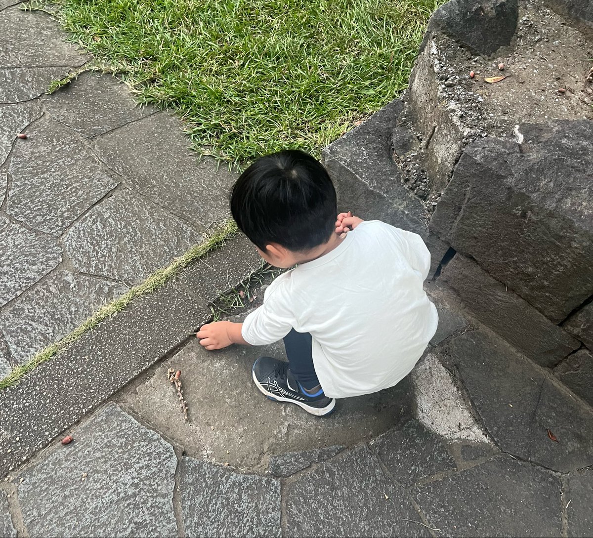 achako_ch's tweet photo. 3歳児、息を吸うようにどんぐりを拾う https://t.co/QDemteZcFg