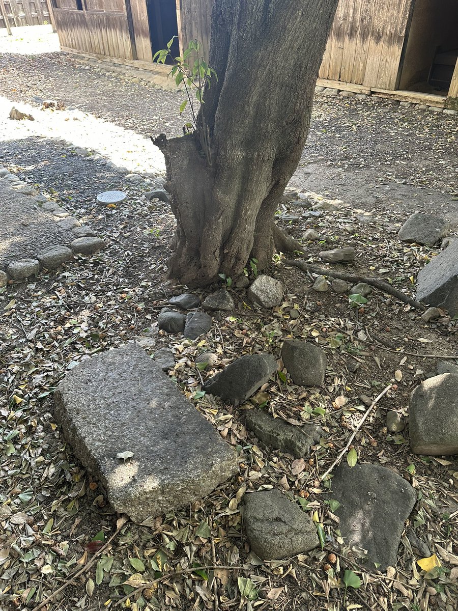 asanonobuharu tweet picture