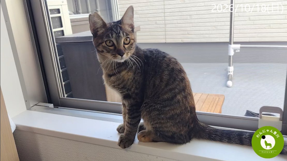 yawatacats's tweet photo. 🐈 キジトラなつちゃん💕

まもなく生後5カ月になる女の子です✨
つぶらな瞳と愛らしい表情がとっても可愛いなつちゃん🥰
🏠 ずっとのおうちになってくださる優しい里親さんとの素敵なご縁をお待ちしています🍀

#里親募集中 #保護猫 #キジトラ #子猫 #八幡CATS #豊川市 https://t.co/RQCHeDxs11