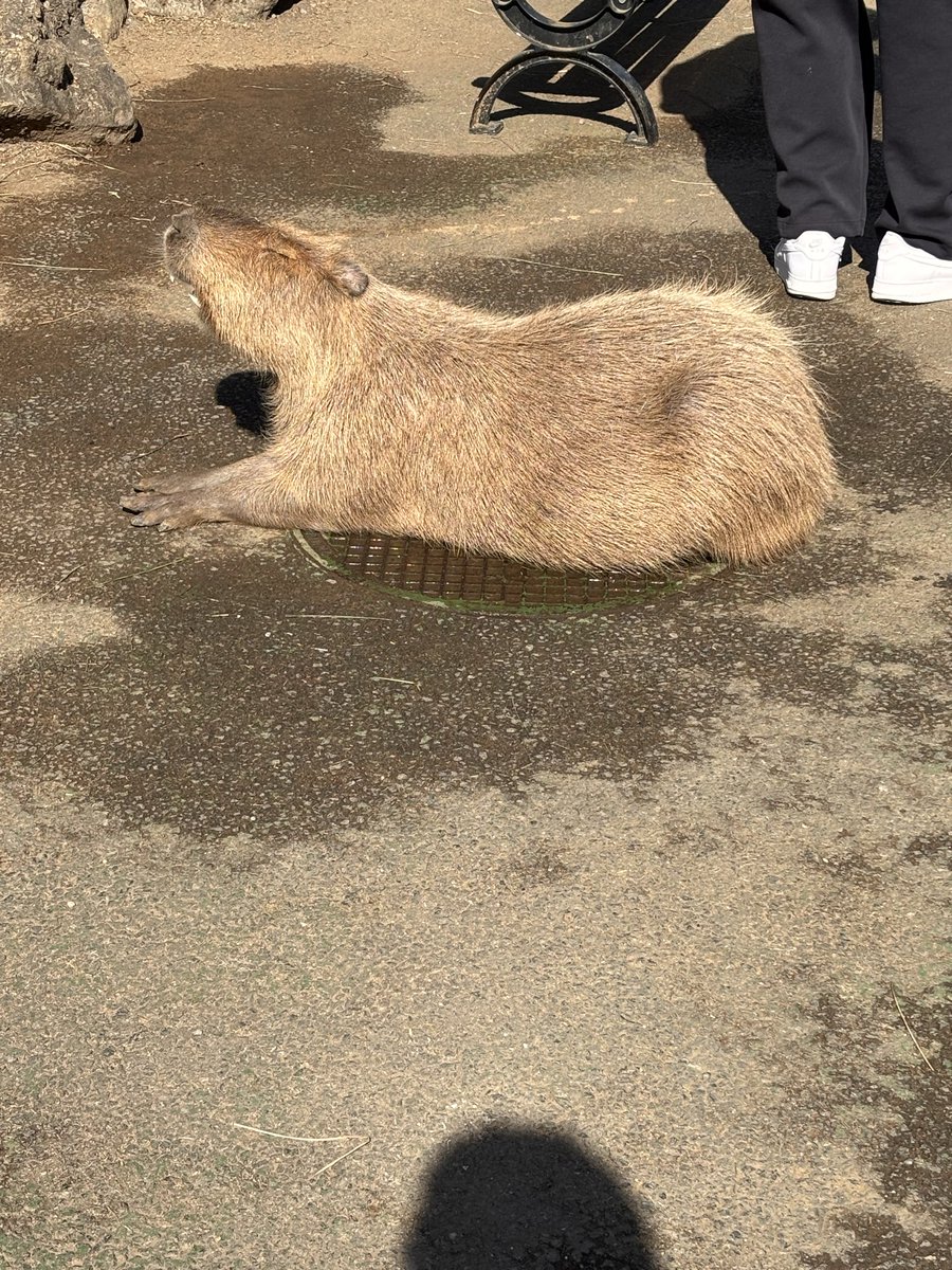 omaru_ff's tweet photo. デジタルデトックスってやつですね？ https://t.co/Qk5tXK58KM