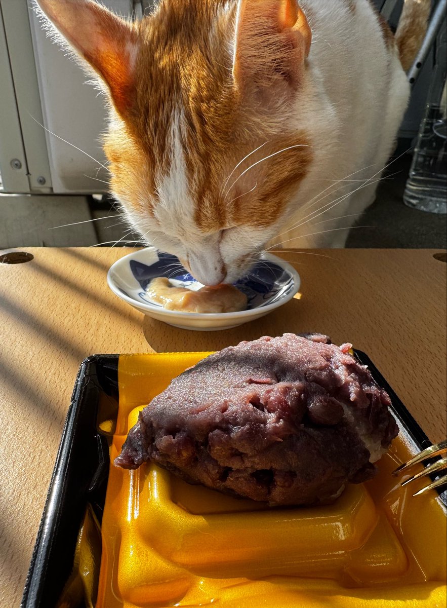 taronyan0430's tweet photo. ちゅ〜る食べ終わったと思ったら間髪入れずにおとーしゃんのおはぎか〜ぃ😂

両刀使いはおとーしゃん似かな😅 https://t.co/9EnekcaY9W