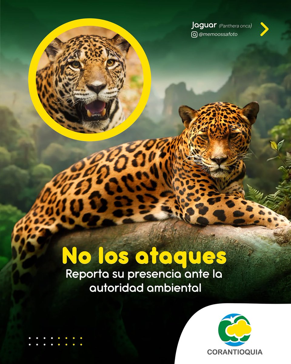 Corantioquia's tweet photo. ¡Admíralos, respétalos y protégelos!✨

Los felinos silvestres🐾 son esenciales para el equilibrio de nuestros ecosistemas🌄.

Si te encuentras con uno, mantén la calma, no lo ataques y reporta su presencia a la autoridad ambiental‼️.

¡Cuidar nuestra fauna nos mantiene #ConectadosPorLaVida!