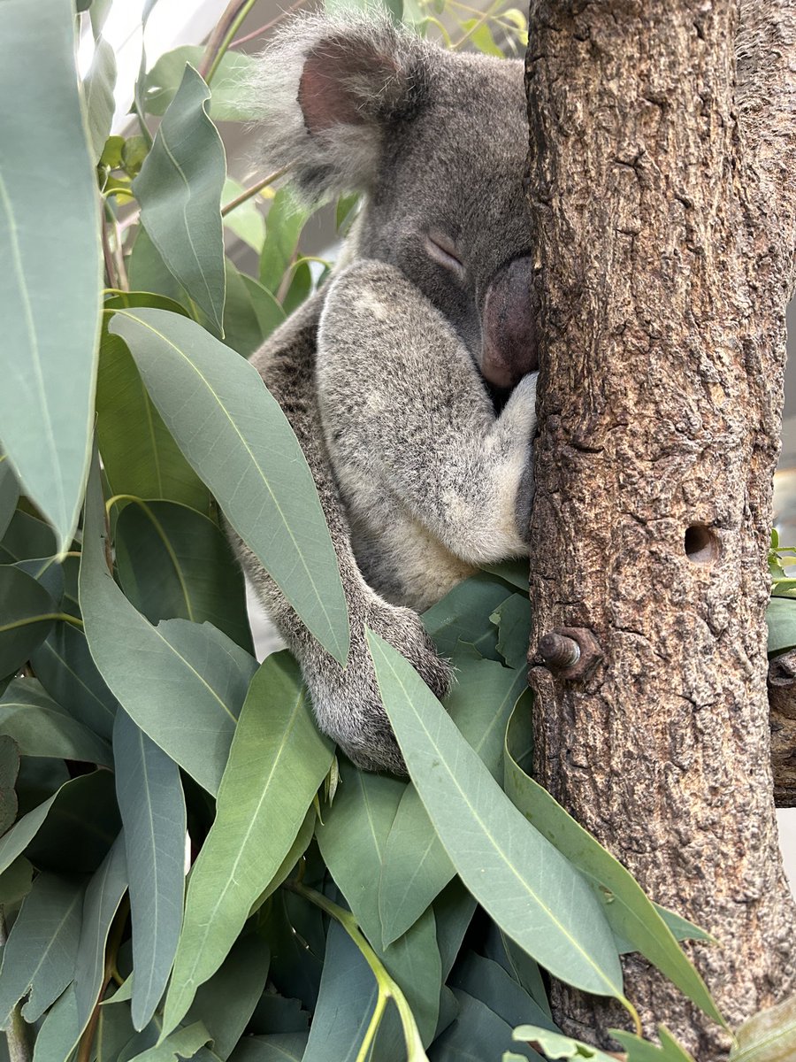 englandhill_zoo's tweet photo. 人を投げ飛ばすほどの力はないとしてもコアラたち体の大きさの割に腕力や握力は相当なものです
そして一番の力持ちはノゾム、実はピーターやだいち以上のポテンシャルを秘めています
これはほんとの話@(・●・)@
#コアラ #ノゾム https://t.co/NmUR8yaBIf