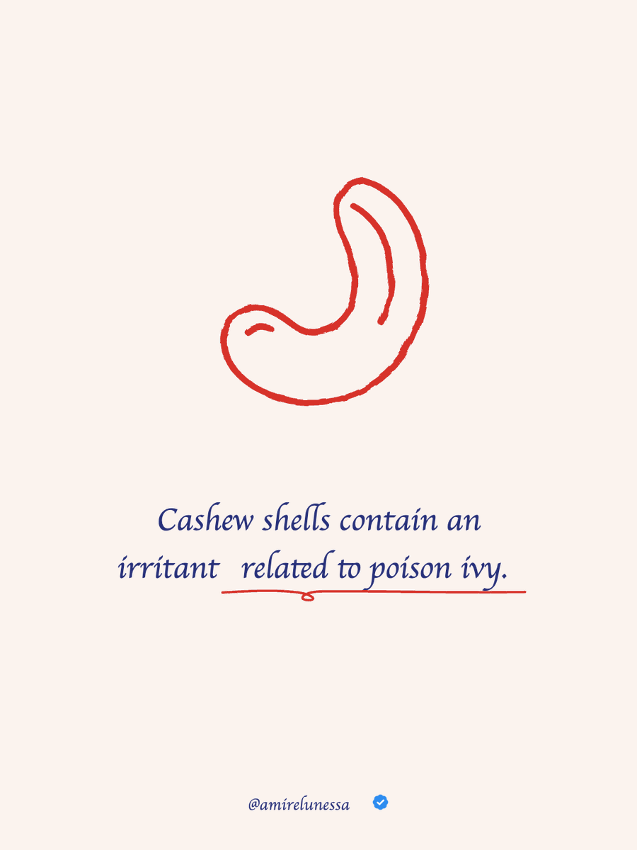 amirelunessa's tweet photo. Cashew shells contain an irritant that's chemically related to poison ivy. https://t.co/AjGvjQVj9u