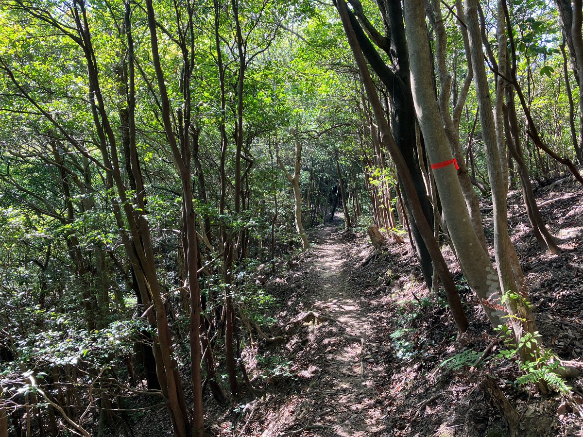 drivedog's tweet photo. いつもの山をサクッと。
天気よく癒されました♪ https://t.co/0j1ApZLc6r
