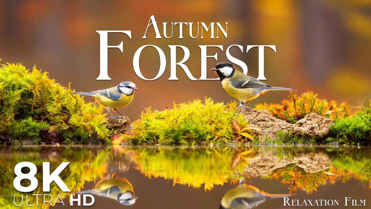 RelaxationFilm's tweet photo. Autumn is almost over. 🍂

Before the last golden leaves fall, I wanted to share a quiet film from the heart of an autumn forest.
🎬 Watch the full film here: https://t.co/5yWD8kD8So
Soft light resting on the trees. Birds calling somewhere among the branches. The gentle, steady sounds of the woods, with nothing to hurry you.

It's made for slow evenings, for reading by a warm lamp, for unwinding after a long day, or for drifting off to sleep. On a big screen, the 8K detail brings the forest close, as if you were sitting right at its edge.

More nature films: https://t.co/96I5p7MXBs

What do you like to do while the forest plays in the background: read, rest, or sleep?

#AutumnForest #SleepSounds #8kvideo
#4kvideoultrahd