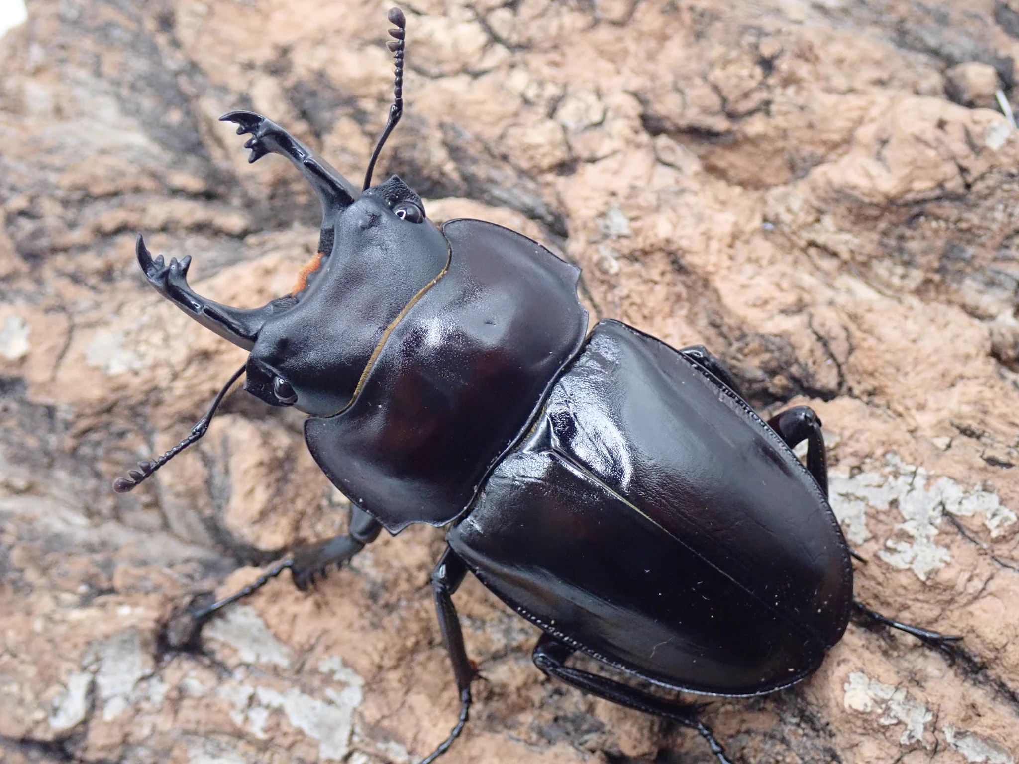 カブト・クワガタ専門店 BEETLE GARDEN on X: 