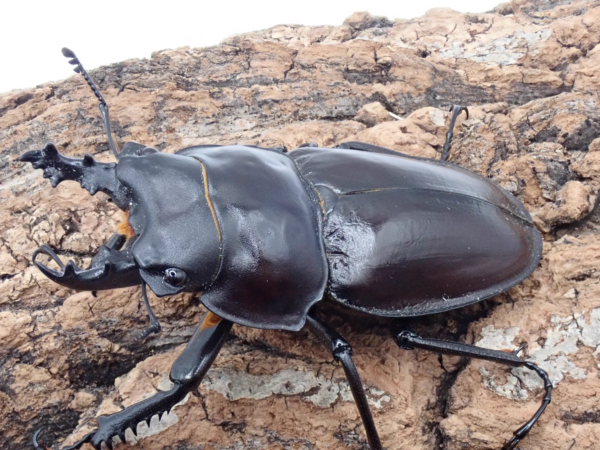 カブト・クワガタ専門店 BEETLE GARDEN on X: 