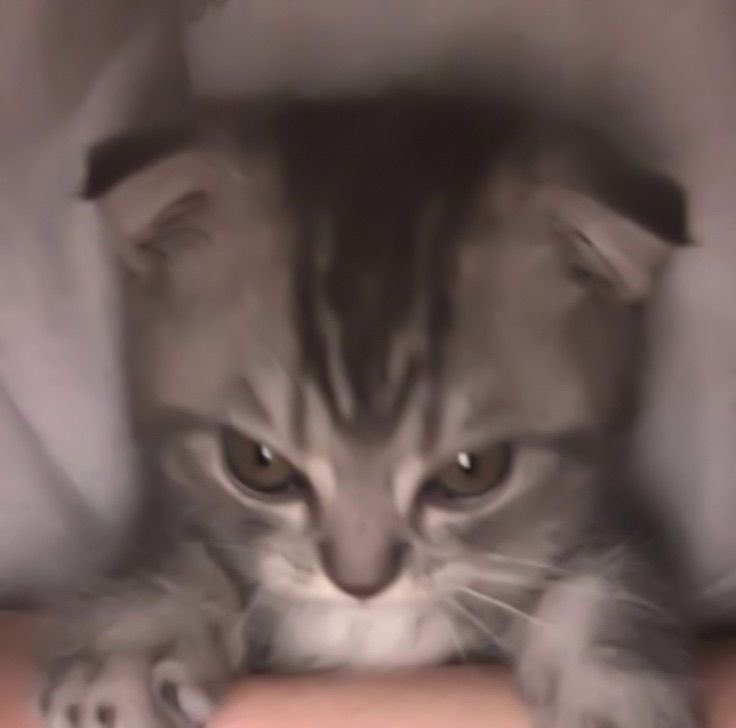 almondswag's tweet photo. 😾😾😾 https://t.co/4bGMslXkan