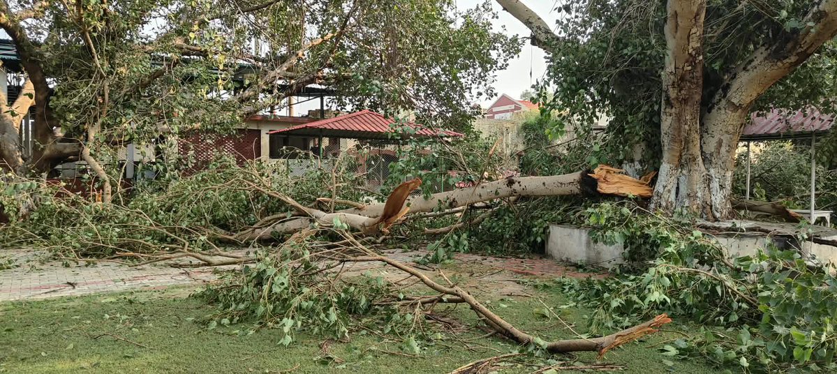 dashmeshstud's tweet photo. We’re still trying to fathom what the hell happened in Sarainaga early morning on the 15th of October. It was like apocalypse hit in the space of literally an hour. Hail the size of Golf balls decimated the rice crop that was close to harvest an entire factory in neighbouring Marar Kalan village was blown away, trees and branches got flung far and wide. We were lucky that the horses weren’t harmed. While the larger area around Muktsar was spared, the damage in Marar Kalan, Sarainaga and Harike Kalan was severe. Lots of trees on our property were damaged and big branches fell but luckily not a lot of them got uprooted. Gale force winds lasted for an hour. Never heard of a Tornado in our neck of the woods but the damage done and the odd direction it took its a possibility. Government response? NIL! 🤷🏽‍♂️ I mean even an acknowledgement would be good but then again us Punjabis are used to helping ourselves rather than look for crutches
