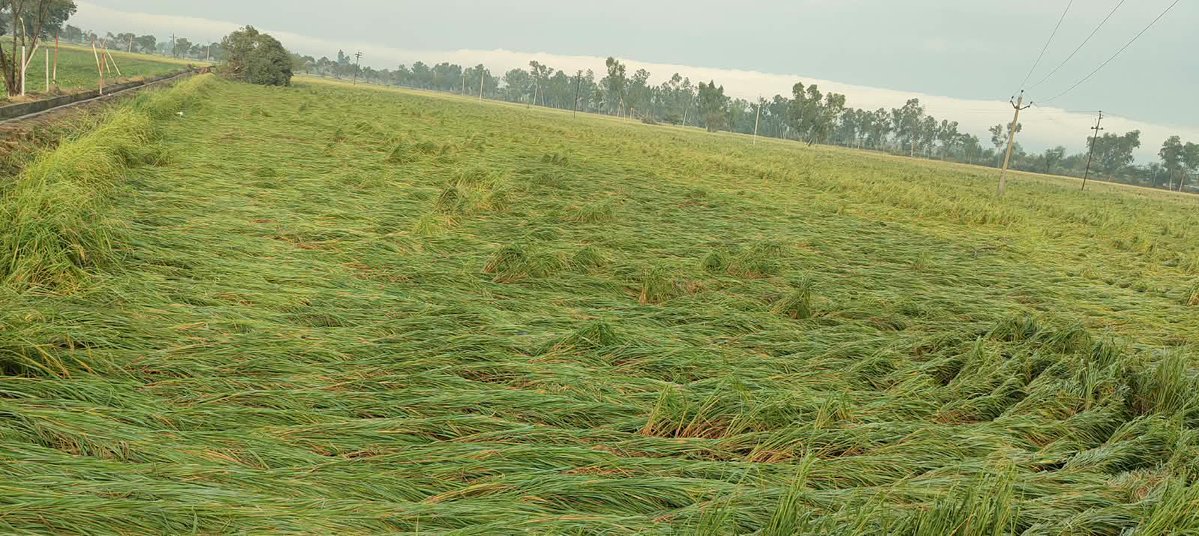 dashmeshstud's tweet photo. We’re still trying to fathom what the hell happened in Sarainaga early morning on the 15th of October. It was like apocalypse hit in the space of literally an hour. Hail the size of Golf balls decimated the rice crop that was close to harvest an entire factory in neighbouring Marar Kalan village was blown away, trees and branches got flung far and wide. We were lucky that the horses weren’t harmed. While the larger area around Muktsar was spared, the damage in Marar Kalan, Sarainaga and Harike Kalan was severe. Lots of trees on our property were damaged and big branches fell but luckily not a lot of them got uprooted. Gale force winds lasted for an hour. Never heard of a Tornado in our neck of the woods but the damage done and the odd direction it took its a possibility. Government response? NIL! 🤷🏽‍♂️ I mean even an acknowledgement would be good but then again us Punjabis are used to helping ourselves rather than look for crutches