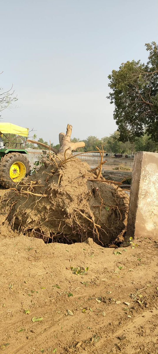 dashmeshstud's tweet photo. We’re still trying to fathom what the hell happened in Sarainaga early morning on the 15th of October. It was like apocalypse hit in the space of literally an hour. Hail the size of Golf balls decimated the rice crop that was close to harvest an entire factory in neighbouring Marar Kalan village was blown away, trees and branches got flung far and wide. We were lucky that the horses weren’t harmed. While the larger area around Muktsar was spared, the damage in Marar Kalan, Sarainaga and Harike Kalan was severe. Lots of trees on our property were damaged and big branches fell but luckily not a lot of them got uprooted. Gale force winds lasted for an hour. Never heard of a Tornado in our neck of the woods but the damage done and the odd direction it took its a possibility. Government response? NIL! 🤷🏽‍♂️ I mean even an acknowledgement would be good but then again us Punjabis are used to helping ourselves rather than look for crutches