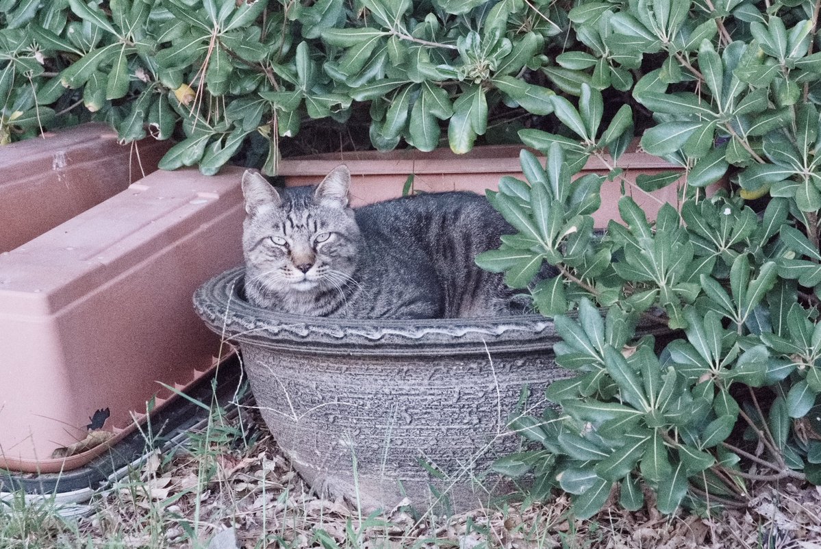 predictabo's tweet photo. 鍋猫ならぬ鉢猫、おさまってる

#猫
#ねこ
#猫のいる暮らし
#ねこあつめ
#cat https://t.co/6kT4qw0gWQ