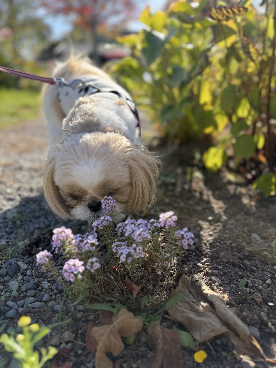 cruisesoft_001's tweet photo. 今日も安定のくん活です。

お花の香りもチェック中🌸
たまには風情のあるくん活もいいね😆

#シーズー #犬のいる暮らし https://t.co/TMvM7footJ