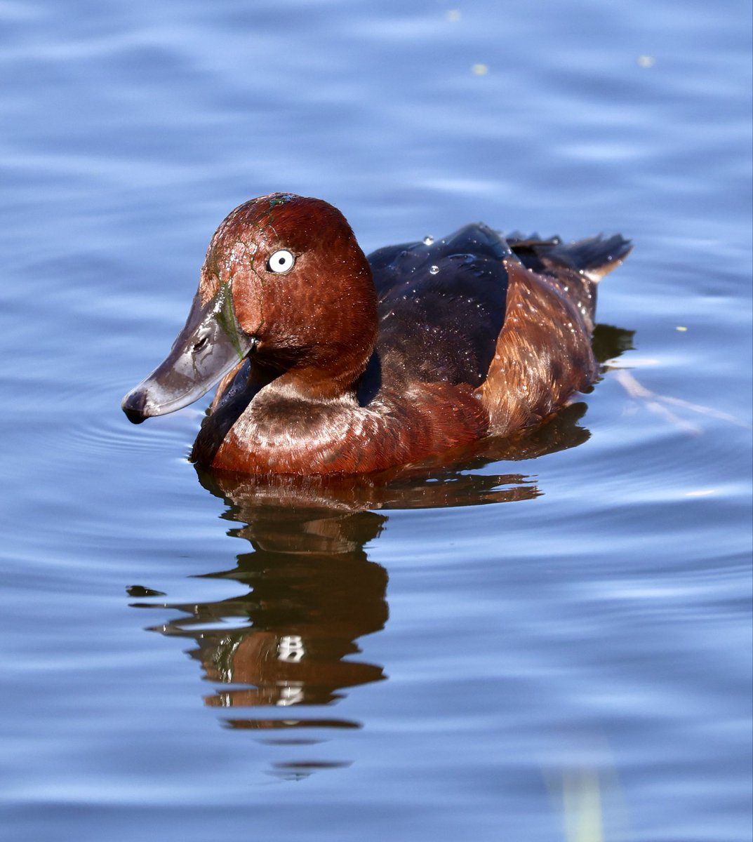 Photos2Print's tweet photo. Brilliant day out birding yesterday with another trip to the coastal areas including Clot Del Galvany. My best ever views of  Ferruginous Duck - this is the male with the white eye. A flock of 7 in total. #birds #birdphotography #birding #naturephotography #Alicante https://t.co/fHfRbSVrgi