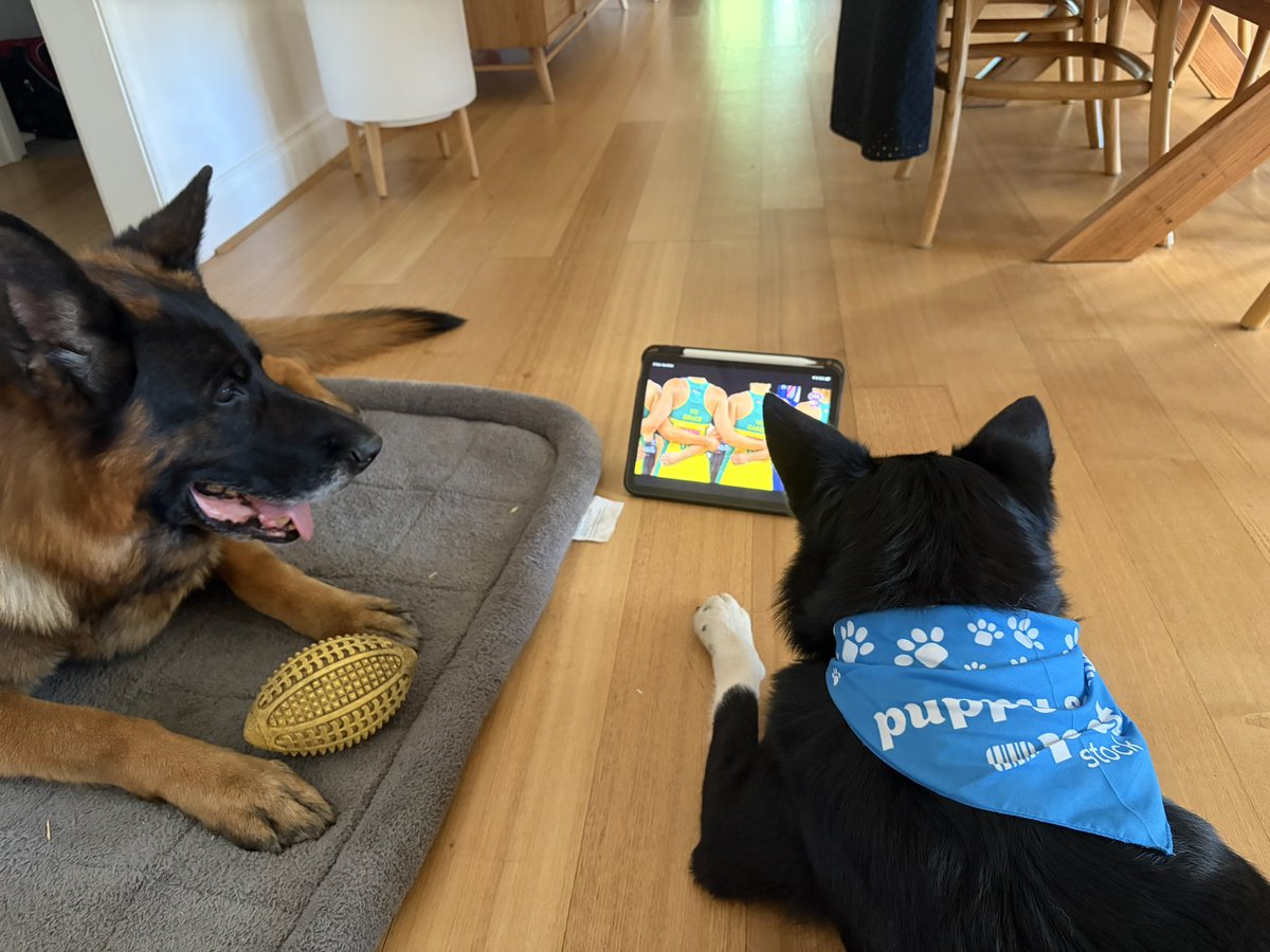 emcnerney24's tweet photo. Teaching the doggos the important things. https://t.co/Hgpxrr5Mzf