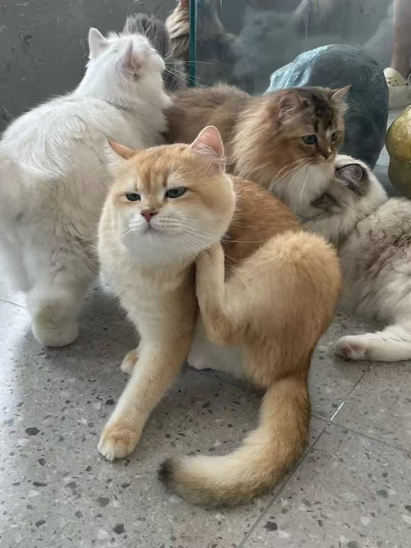 dhufdf50124's tweet photo. 超绝小猫猫 https://t.co/Fho2N3000m