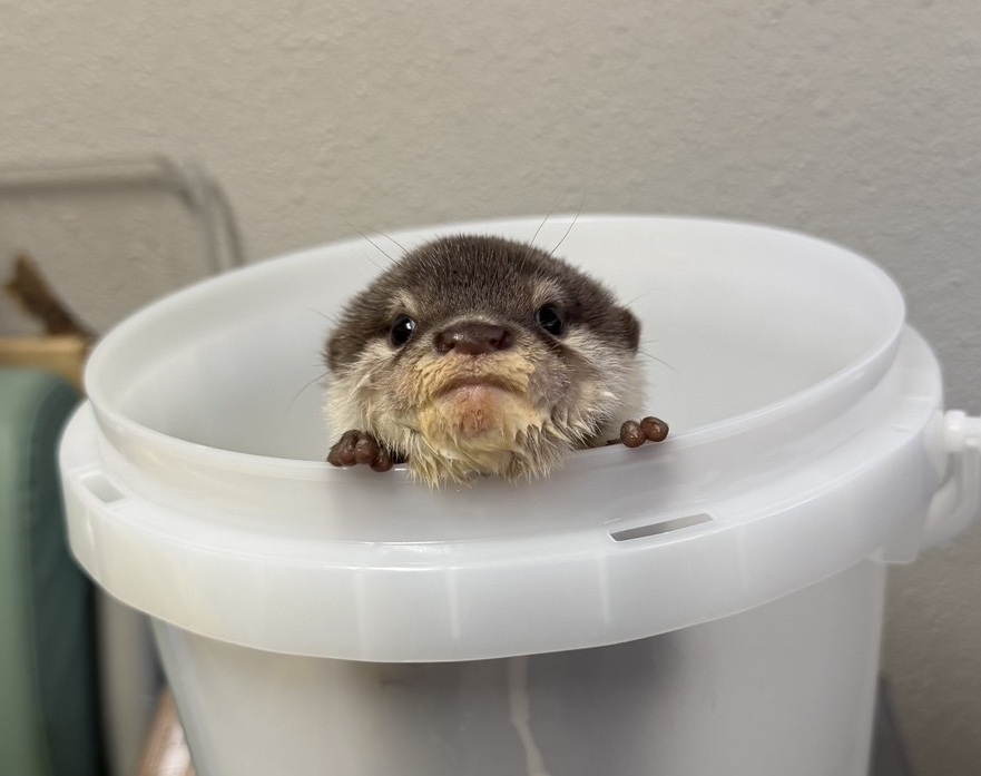 miyajima_aqua's tweet photo. コツメカワウソの赤ちゃんのうち1頭ですが、他の2頭との体重差が開いてきたことから、現在バックヤードで飼育係が哺乳と餌付けを行なっています。健康には問題ありませんので、ご安心ください。
赤ちゃんたち3頭の名前募集も10月21日まで実施しています。
#宮島水族館 ＃水族館 ＃カワウソ ＃名前募集 https://t.co/XLBbIKv7qu
